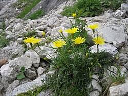 Attēlu rezultāti vaicājumam “Leontodon hispidus leaf”