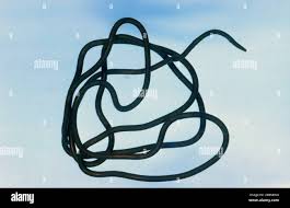 Attēlu rezultāti vaicājumam “Nematomorpha”