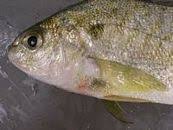 Image result for Leiostomus xanthurus