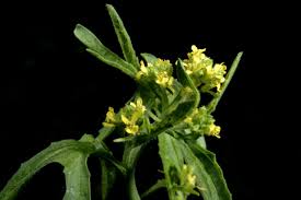 Attēlu rezultāti vaicājumam “Sisymbrium volgense flower”