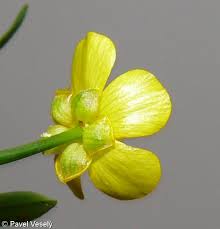 Attēlu rezultāti vaicājumam “Ranunculus flammula fruit”