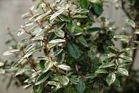 Attēlu rezultāti vaicājumam “Euonymus verrucosus leaf”