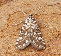 Attēlu rezultāti vaicājumam “Elophila nymphaeata”