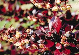 Attēlu rezultāti vaicājumam “Berberis thunbergii flower”