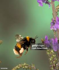 Attēlu rezultāti vaicājumam “Bombus terrestris”