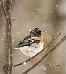 Attēlu rezultāti vaicājumam “Fringilla montifringilla”