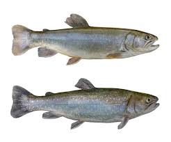 Image result for Salvelinus alpinus