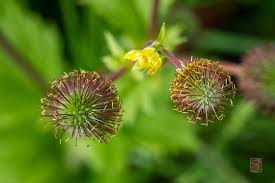 Attēlu rezultāti vaicājumam “Geum x intermedium”