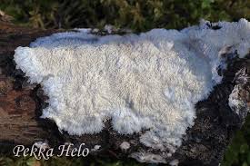 Attēlu rezultāti vaicājumam “Phlebia centrifuga”