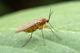 Attēlu rezultāti vaicājumam “Sciaridae”