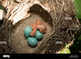 Attēlu rezultāti vaicājumam “Turdus philomelos nest”