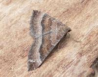 Attēlu rezultāti vaicājumam “Larentia clavaria”