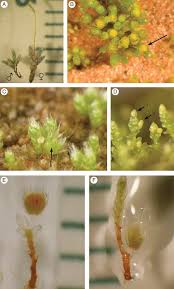 Attēlu rezultāti vaicājumam “Bryum argenteum”