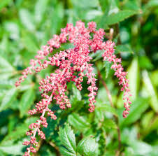 Image result for Astilbe