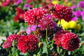 Image result for Dahlia x pinnata `Redskin`