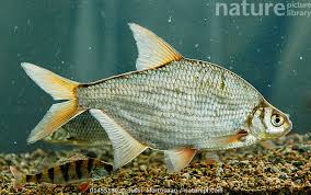 Image result for Blicca bjoerkna