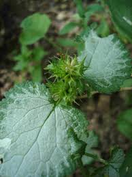 Attēlu rezultāti vaicājumam “Lamium maculatum leaf”