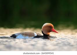 Image result for Netta rufina