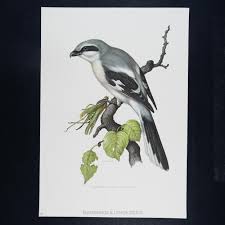 Attēlu rezultāti vaicājumam “Lanius excubitor”