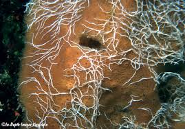 Attēlu rezultāti vaicājumam “Serpoleskea subtilis”