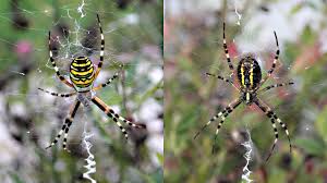 Attēlu rezultāti vaicājumam “Argiope bruennichi”
