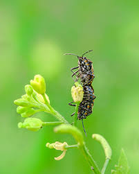 Attēlu rezultāti vaicājumam “Heteroptera”