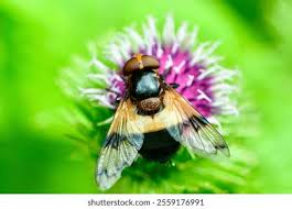 Attēlu rezultāti vaicājumam “Volucella pellucens”