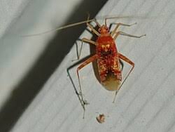 Attēlu rezultāti vaicājumam “Phytocoris sp.”