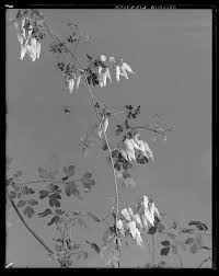 Image result for Adlumia cirrhosa