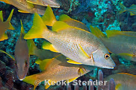 Image result for Lutjanus apodus