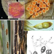 Attēlu rezultāti vaicājumam “Trachyspora intrusa”
