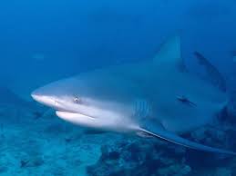 Image result for Carcharhinus leucas