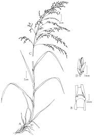 Attēlu rezultāti vaicājumam “Glyceria striata”