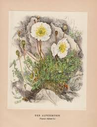 Image result for Alpenmohn
