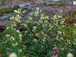 Attēlu rezultāti vaicājumam “Vincetoxicum hirundinaria flower”