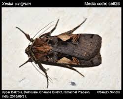 Attēlu rezultāti vaicājumam “Xestia c-nigrum”