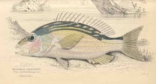 Image result for Lutjanus synagris