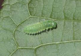 Attēlu rezultāti vaicājumam “Gonioctena”