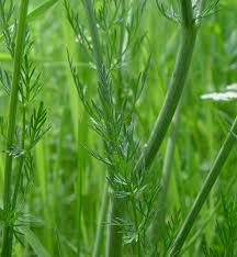 Image result for Carum carvi