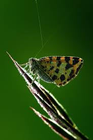 Attēlu rezultāti vaicājumam “Pseudopanthera macularia”