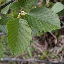 Attēlu rezultāti vaicājumam “Alnus incana leaf”