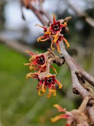 Attēlu rezultāti vaicājumam “Hamamelis vernalis”