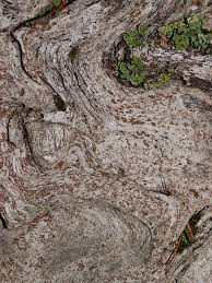 Attēlu rezultāti vaicājumam “Xylographa paralella”