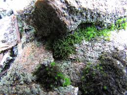 Attēlu rezultāti vaicājumam “Cephaloziella hampeana”