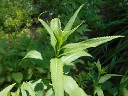 Attēlu rezultāti vaicājumam “Veronica longifolia leaf”