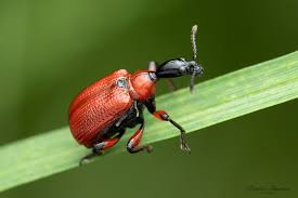 Attēlu rezultāti vaicājumam “Apoderus coryli”