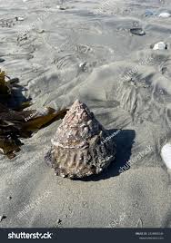 Attēlu rezultāti vaicājumam “Postia undosa”