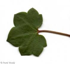 Attēlu rezultāti vaicājumam “Cymbalaria muralis leaf”