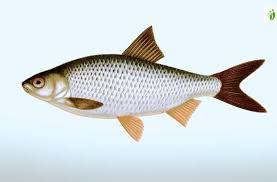 Image result for Rutilus rutilus