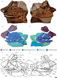 Attēlu rezultāti vaicājumam “Laccognathus panderi”